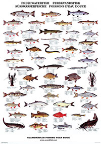 Poster, Freshwater fish