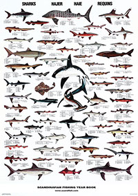 Poster, Sharks