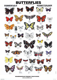 Poster, Butterflies