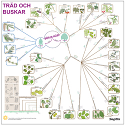 Bestmningsnyckel Trd och buskar
