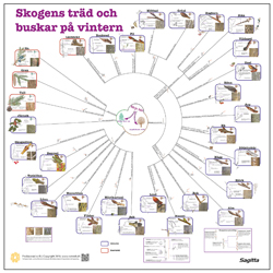 Bestmningsnyckel Trd och buskar p vintern