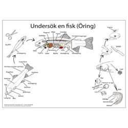 Dissekeringsduk fisk