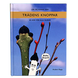 Trdens knoppar