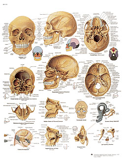 Laminated Cranium Chart