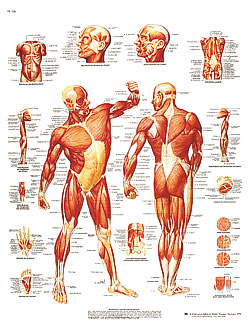 Lamineret plakat med muskler