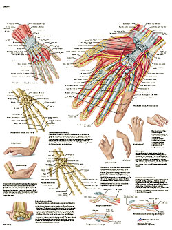 Laminated Hand Chart