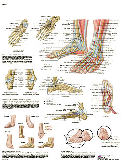 Laminated Foot Chart