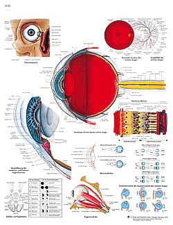 Laminated Eye Chart