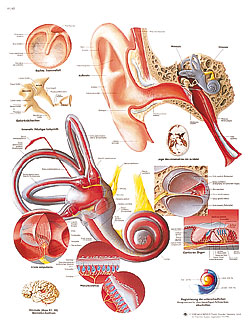 Laminated Ear Chart