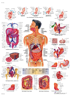 Laminated Digestive Organs Chart