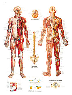 Laminated Nervous System Chart