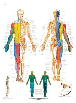 Laminated Peripheral Nervous System Chart