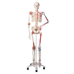 Skeleton, maxi advanced