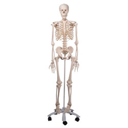 Skeleton, maxi