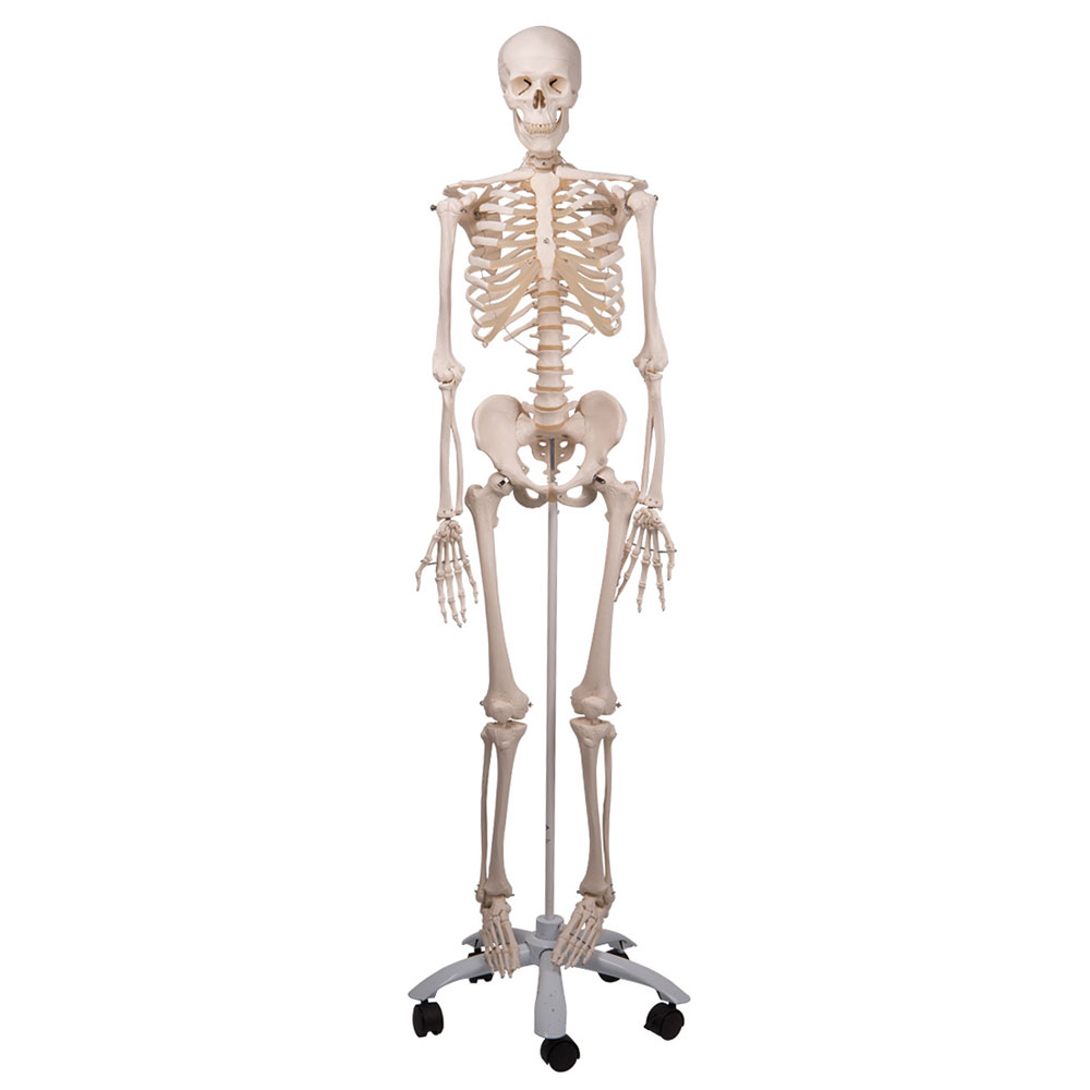 Skelett maxi