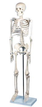 Skeleton, small