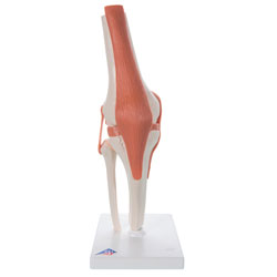 Knee joint