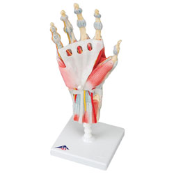 Hand with muscles and ligaments