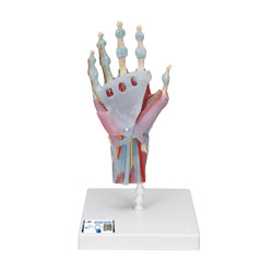 Hand med muskler och ligament