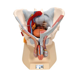 Pelvic, male in detail, 7 parts