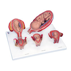Foetal development