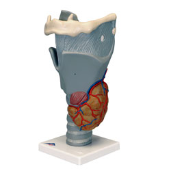 Larynx