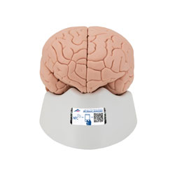 Hjrna