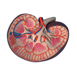 Kidney, cross-section