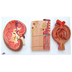 Kidney, nephron and perirenal capsule