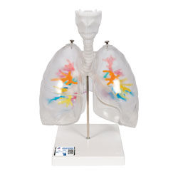 Lungs with bronchial trees