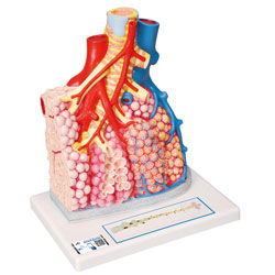 Lung lobe with blood vessels