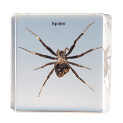 Spider