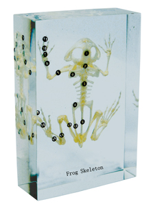 Skeleton, frog