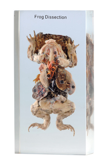 Frog, dissected