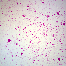 Mikroskopiskt preparat Salmonella