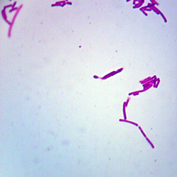 Mikroskopiskt preparat L. acidophilus