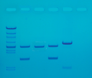 DNA fingerprinting PCR I - Edvotek