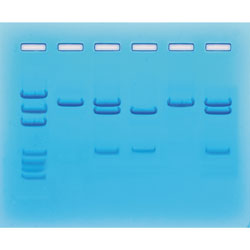 Covid-19 simulerat test med PCR - Edvotek