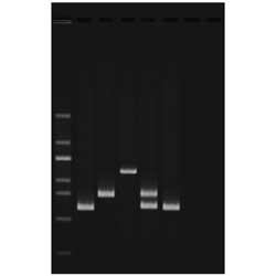 Veden laatutesti multipleksi-PCR-tutkimuksella