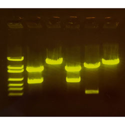 A-maize-ing Editing, ka skrden CRISPR