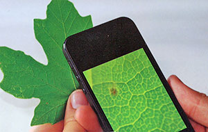 Makrolins 15x för mobiltelefon