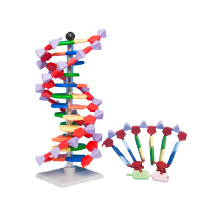 DNA / RNA